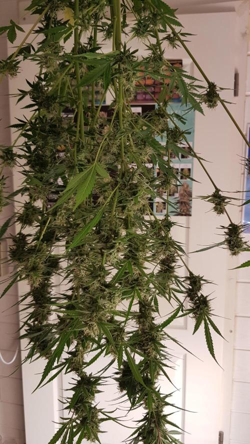 Widow Collection #2. Week 10