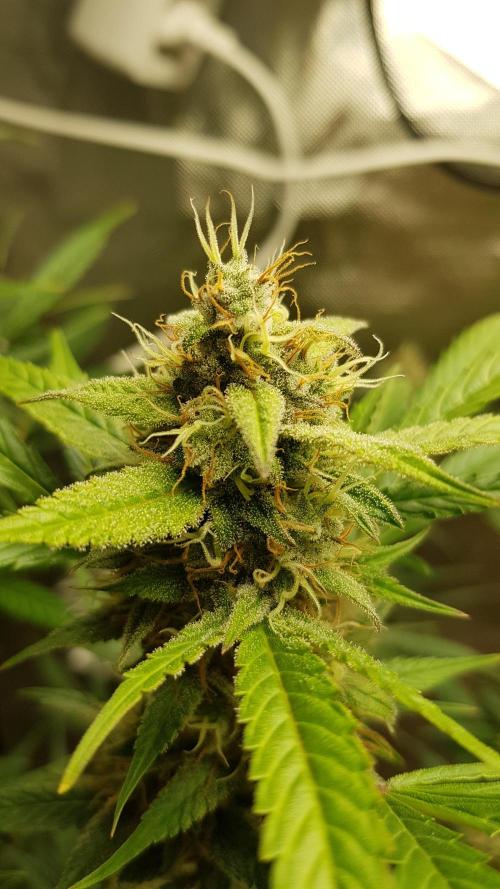 Widow Collection #2. Week 10