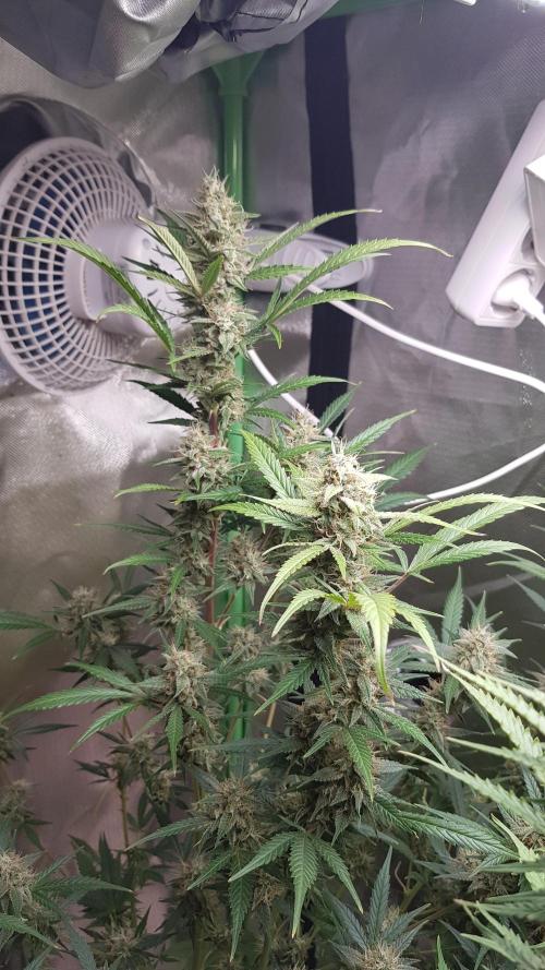 Widow Collection #2. Week 10