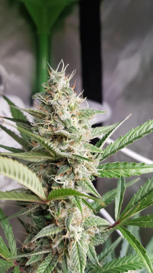 Widow Collection #2. Week 10