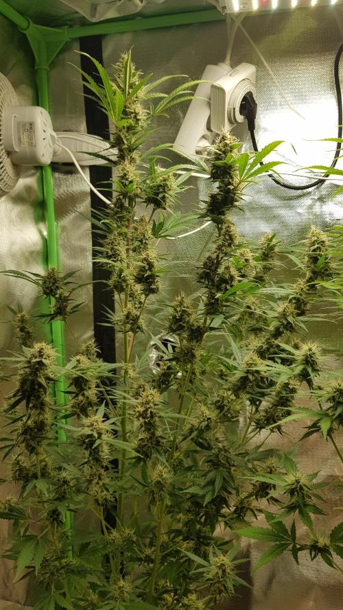 Widow Collection #2. Week 10