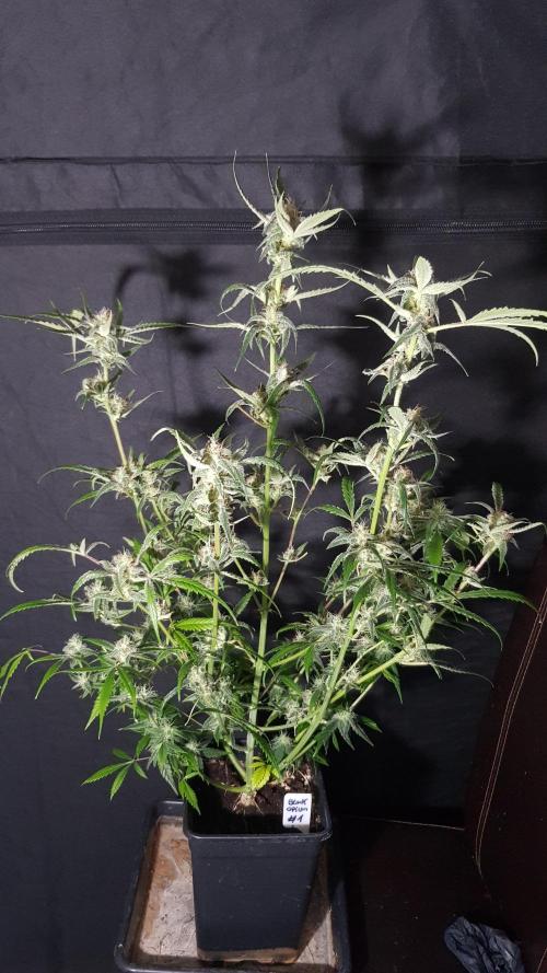 Opium goes Black #1. Week 10