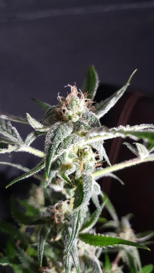 Opium goes Black #1. Week 10