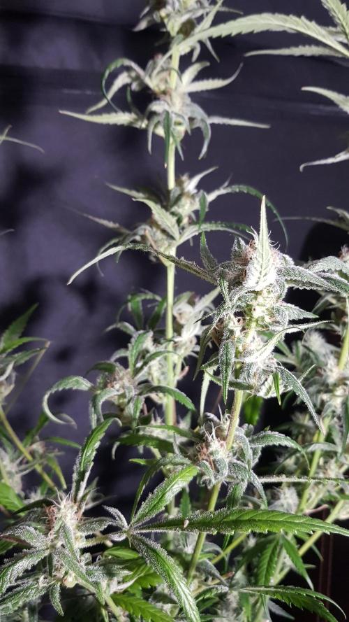 Opium goes Black #1. Week 10