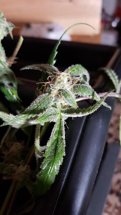 Opium goes Black #1. Week 10