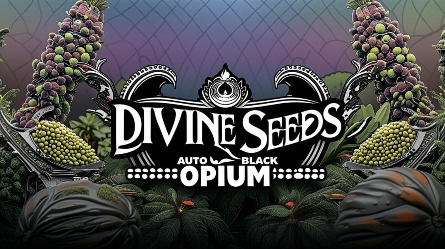 Opium goes Black #2. Week 9