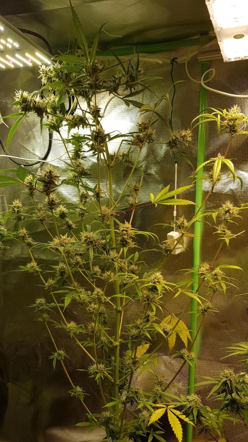 Day Counter. Week 10