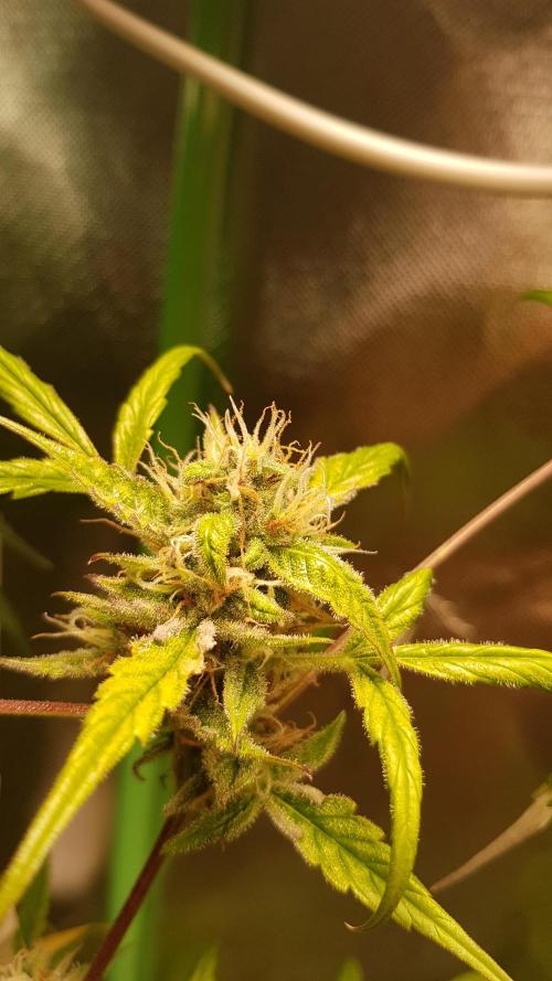 Day Counter. Week 10