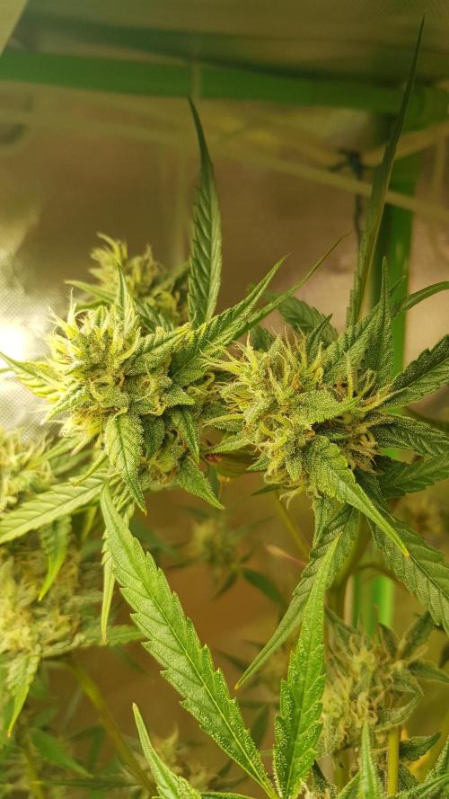 Day Counter. Week 10