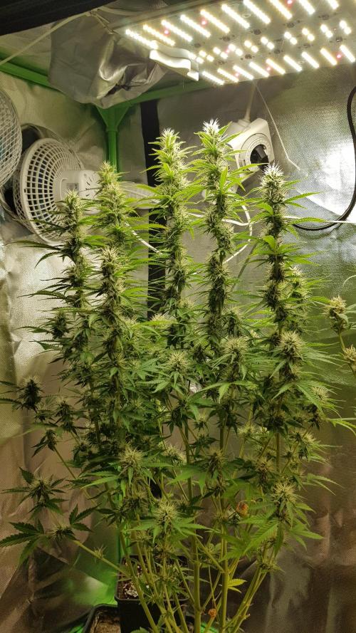 Spider Hunt. Week 10