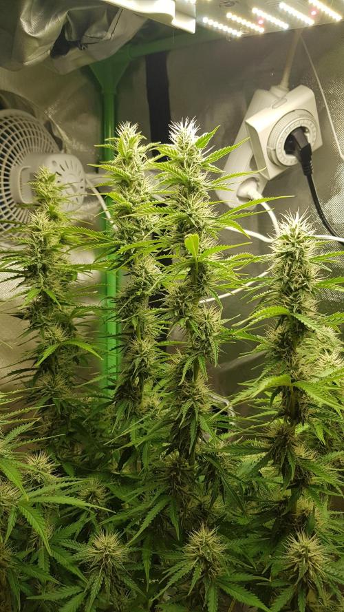 Spider Hunt. Week 10