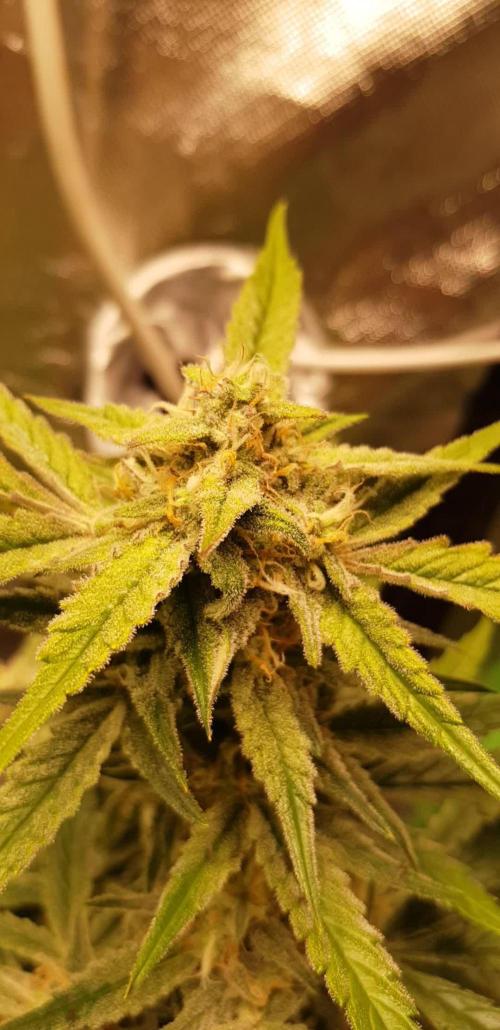 Fractal Collection #2