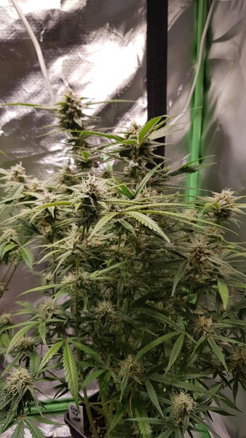 Fractal Collection #2. Week 10