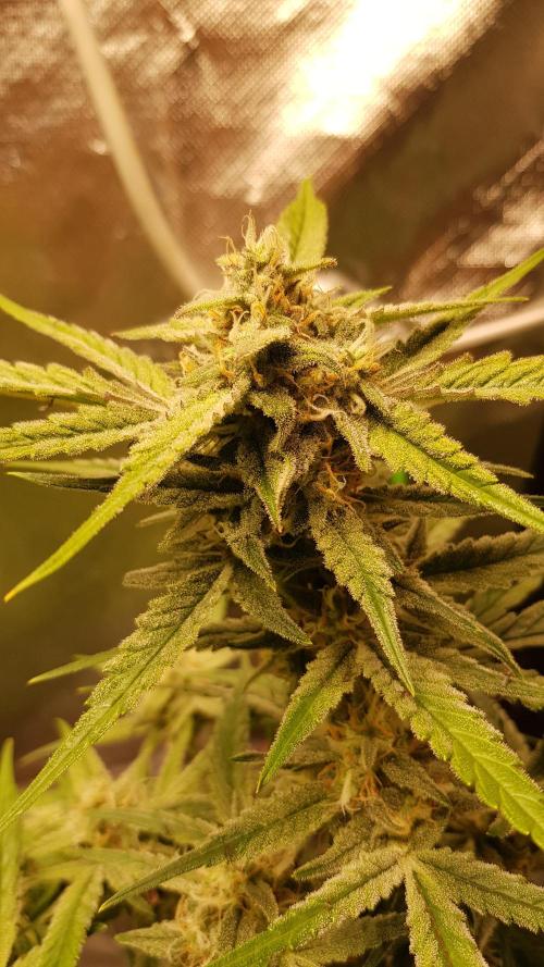 Fractal Collection #2. Week 10