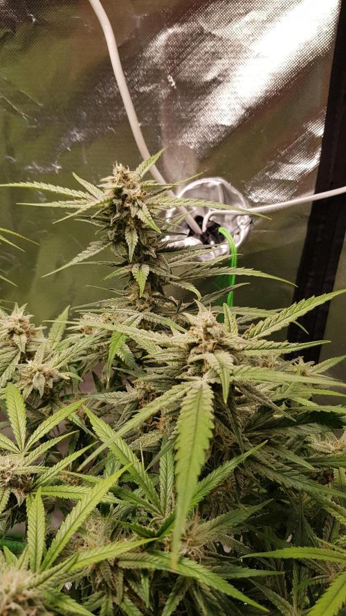 Fractal Collection #2. Week 10