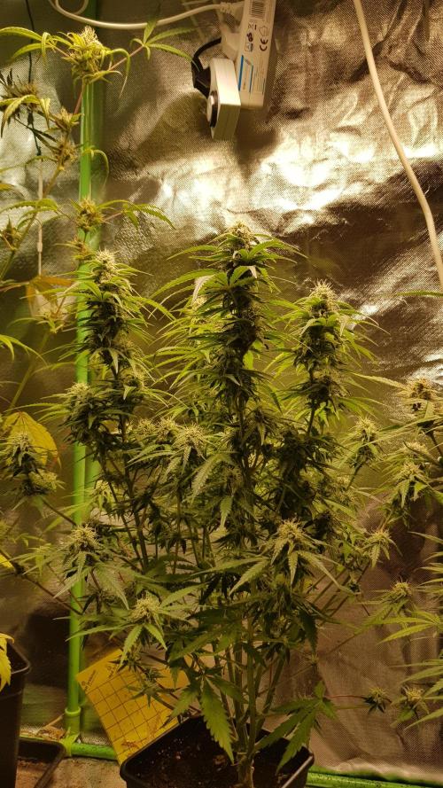 Opium goes Black #2. Week 10