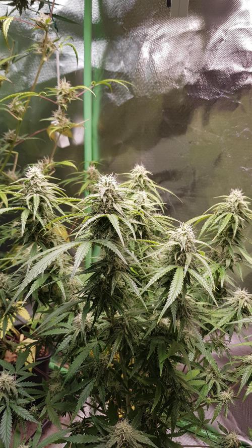 Opium goes Black #2. Week 10