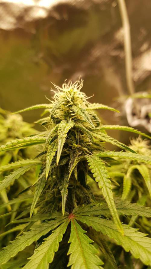 Opium goes Black #2. Week 10