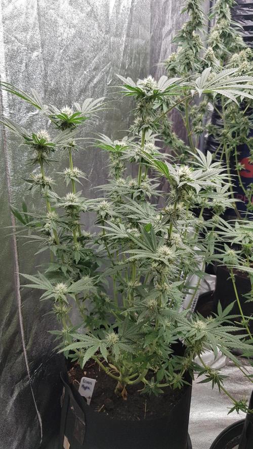 Fruity Fusion. Week 10