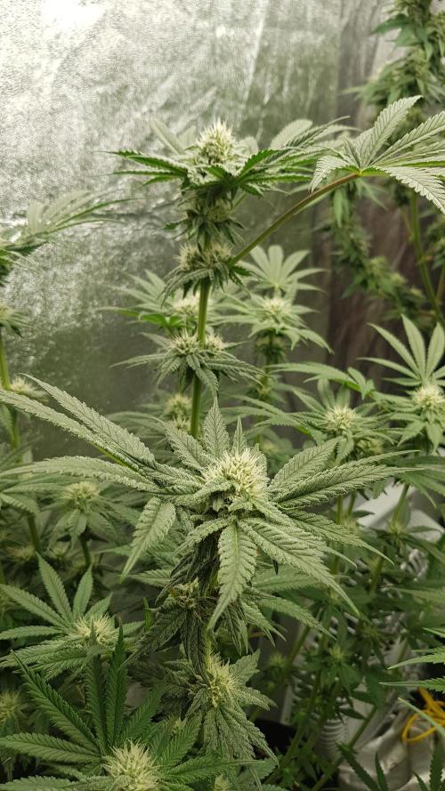 Fruity Fusion. Week 10