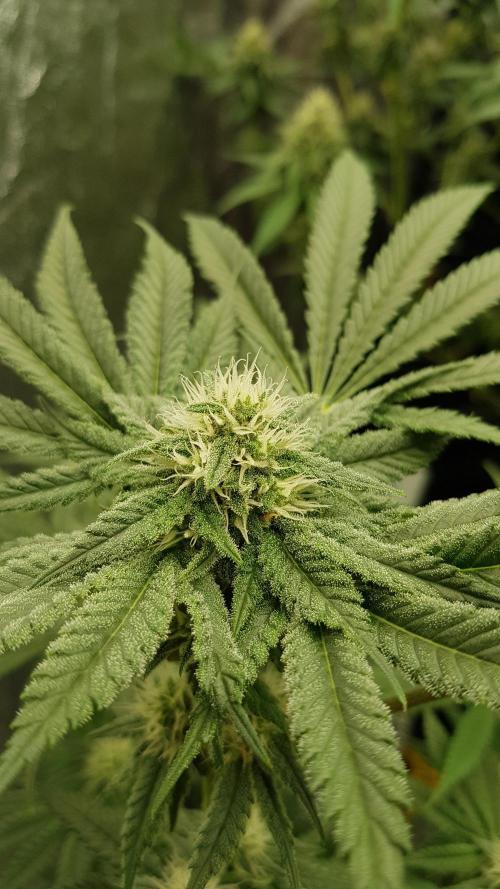 Fruity Fusion. Week 10