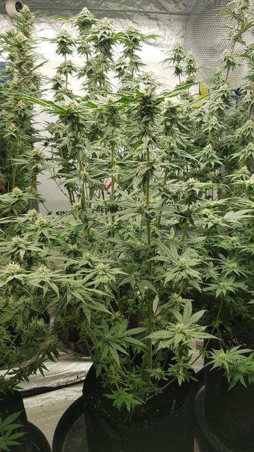 Sherbet with Paya. Week 10