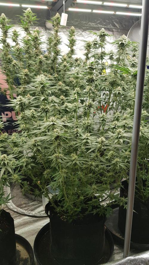 Expedition Asia. Week 10