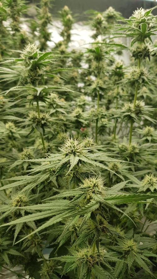 Expedition Asia. Week 10