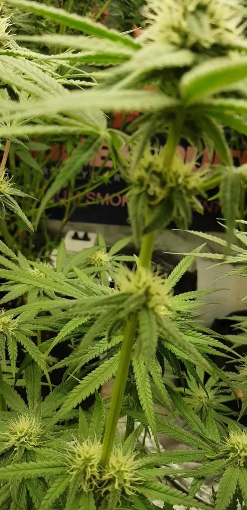 Ultimate Rapier Hunt