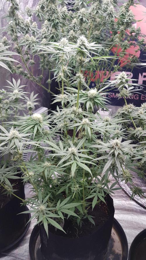 Ultimate Rapier Hunt. Week 10