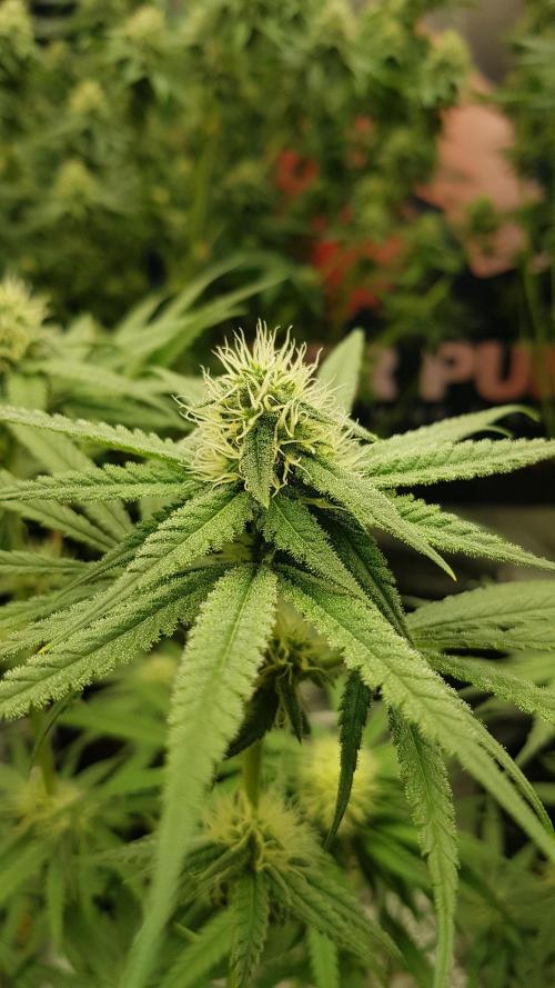 Ultimate Rapier Hunt. Week 10