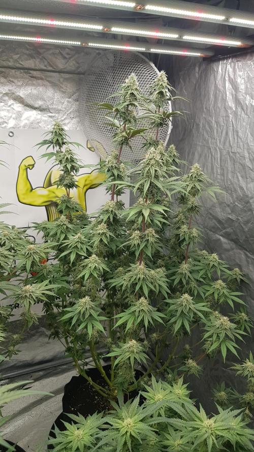 Muffinz Fusion. Week 10