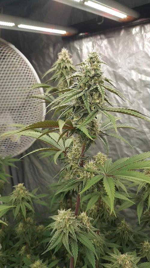 Muffinz Fusion. Week 10