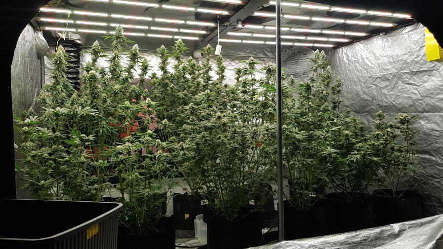 Fruity Dunk Shot. Week 10