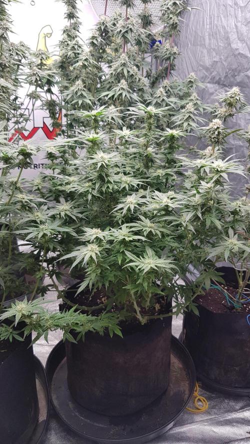 Fruity Dunk Shot. Week 10