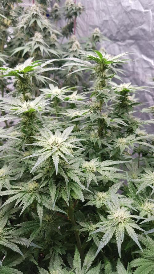 Fruity Dunk Shot. Week 10