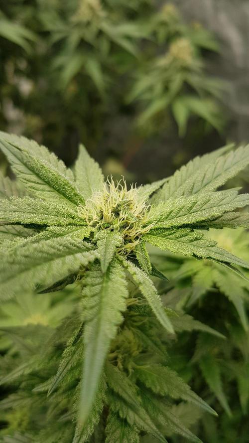 Fruity Dunk Shot. Week 10