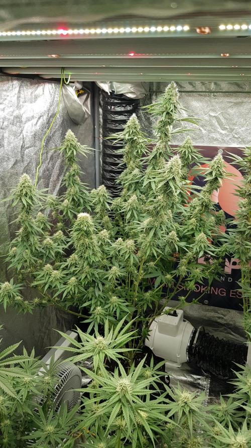 Rainbow Dreams. Week 10