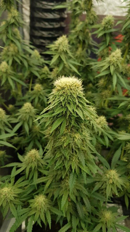 Rainbow Dreams. Week 10