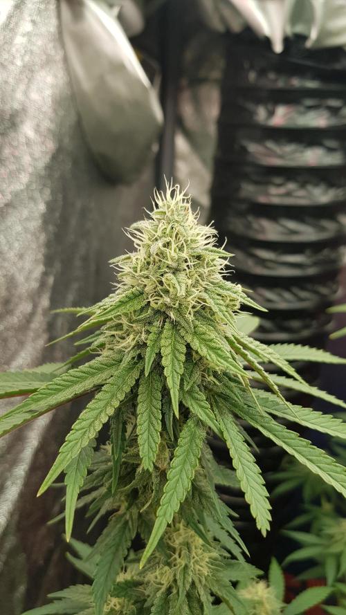 Rainbow Dreams. Week 10