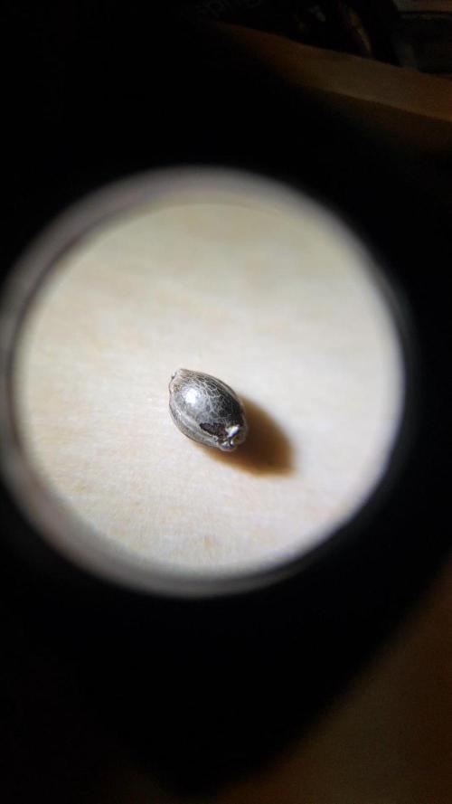 Hunting Berrys. Week 0