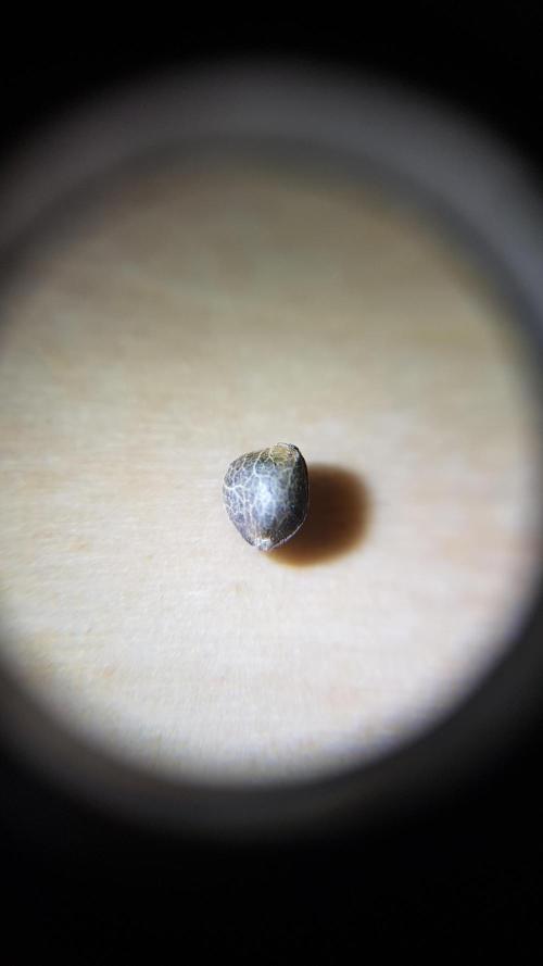 Fruity Cookies. Week 0