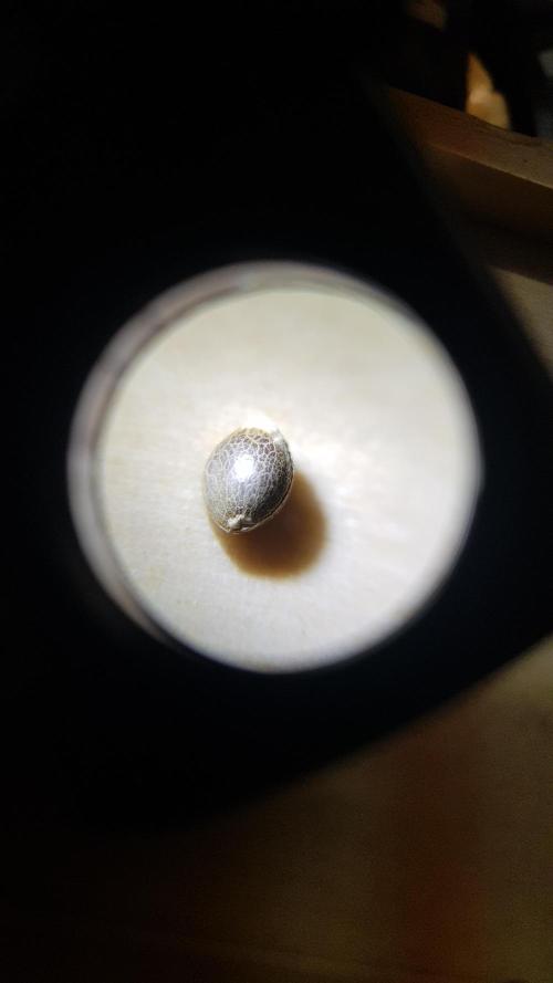 Haze goes Purple. Week 0