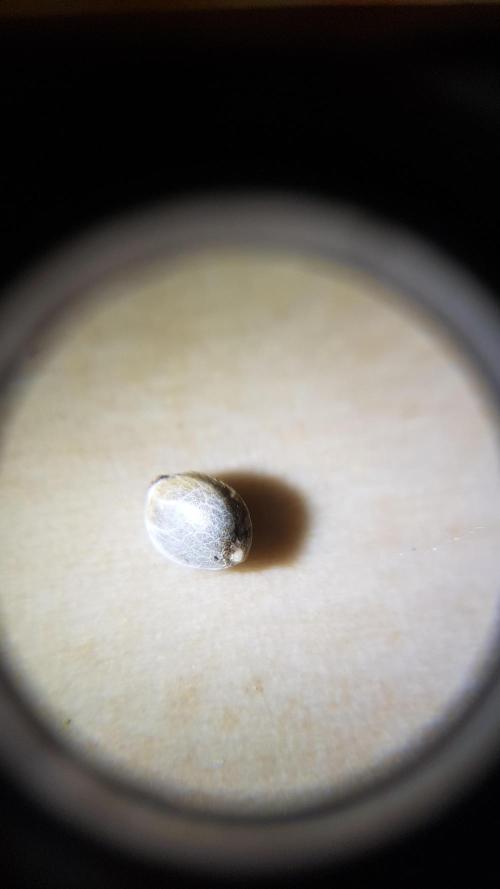 Catching The Apples. Week 0