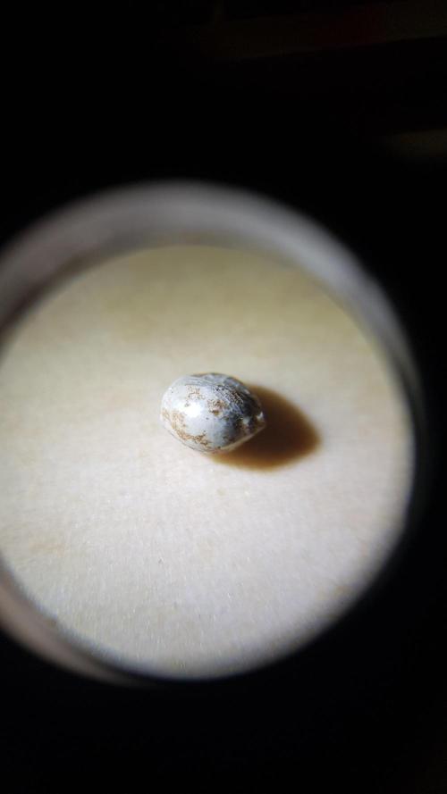 Forbiden Oreo. Week 0