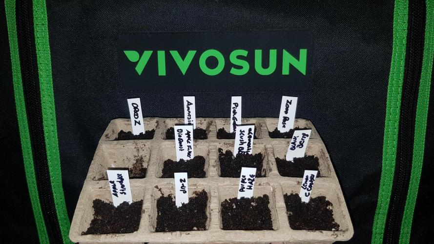 Forbiden Oreo. Week 0