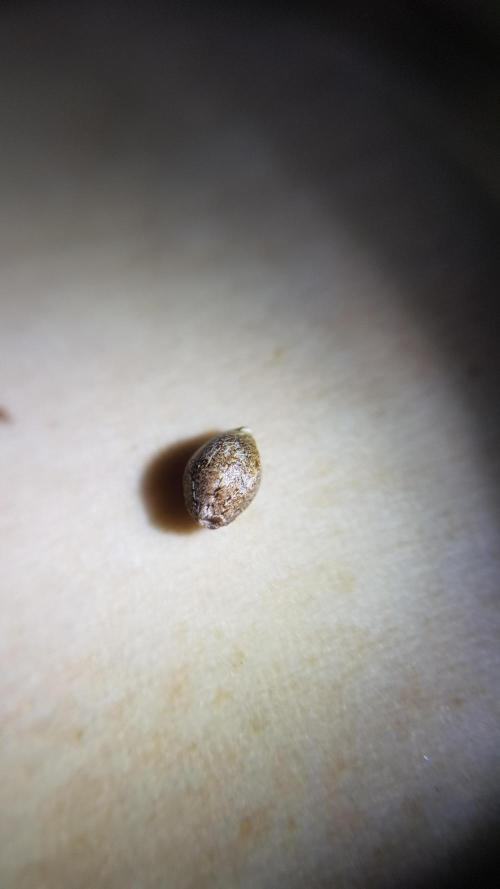 Breeding Special. Week 0