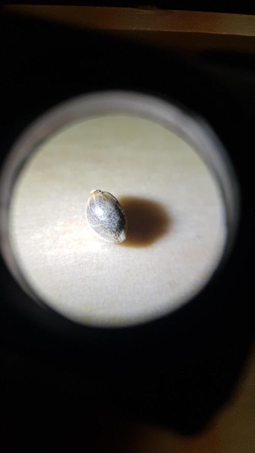 Rosé Meets Zoap. Week 0