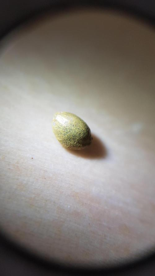 NEW BioBoost Seeds. Week 0