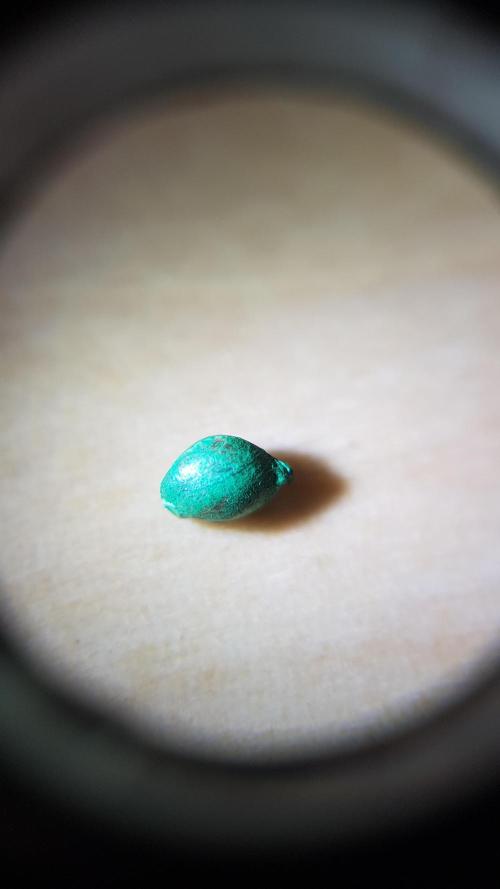 NEW BioBoost Seeds. Week 0